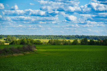 Green crop field and distant forest under cloudy summer sky