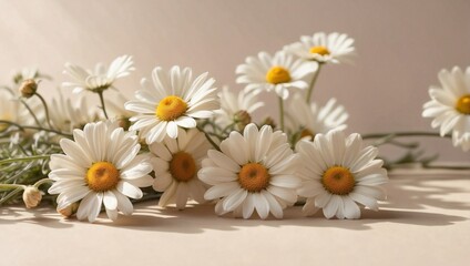 Chamomile Blooms Dance in Gentle Light