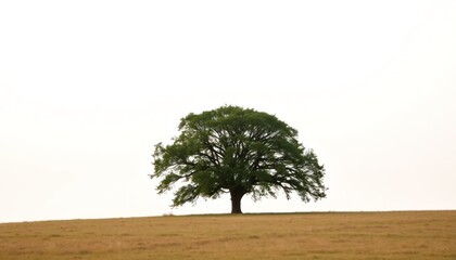 Obraz premium A majestic tree stands alone in a field under a vast, bright sky