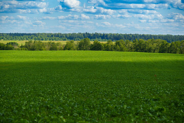 Green crop field and distant forest under cloudy summer sky