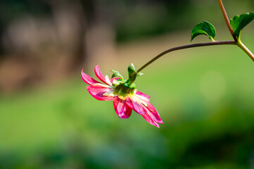 red flower in the garden