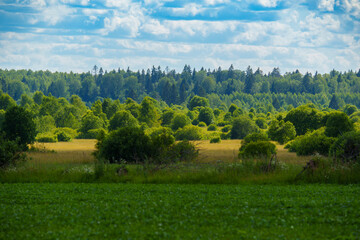 Fototapeta premium Green crop field and distant forest under cloudy summer sky