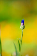 blooming bud of a flower