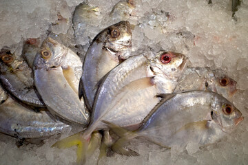 Malabar trevally (Carangoides malabaricus), fresh fish on the ice in the supermarket in Yogyakarta,...
