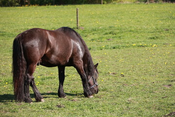 Horse is grazing in a field of grass