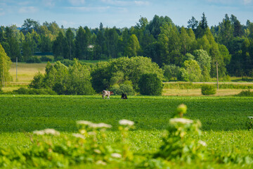 Green agricultural field under blue sky with clouds in summer