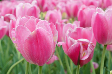 A pink bright tulip is on blooming flower filed or botanical garden 