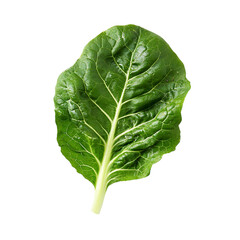 Fresh Cabbage Isolated on White Background for Clean Vegetable Display

