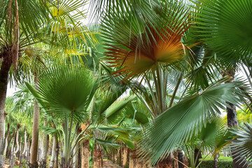 Palm Oil Plantation. Palm oil to be extracted from its fruits. Fruits turn red when ripe.