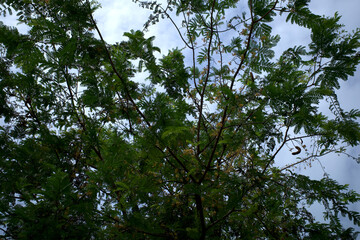 Tamarind (Tamarindus indica) green leaves and yellow flowers, with blue sky background