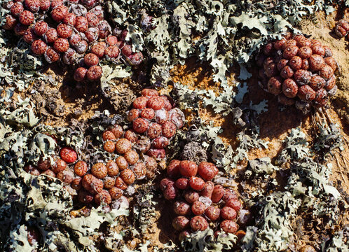 Clumps of Conophytum swanepoelianum growing on Gifberg, Western Cape, South Africa