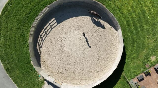 Top-down footage of a horse lunging in a circular motion on a training line, guided by its handler.