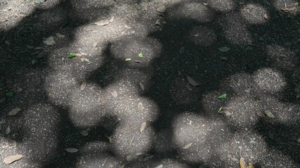 Abstract view of sunlight dappling through tree leaves creating captivating shadow patterns on a dark ground surface. Ideal for nature background or mood.