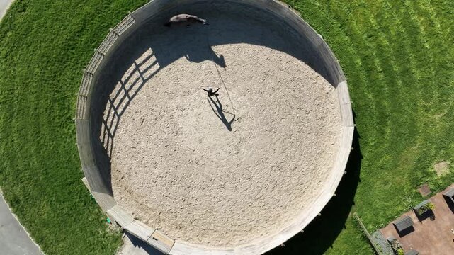 Aerial view of a horse performing a lunging exercise, circling smoothly around its trainer.