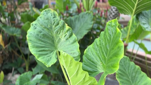 Close-up of glossy Alocasia odora leaves with visible veins and natural lighting
