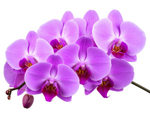  Cluster of Purple Orchids on Stem, Side Angle, Natural Curved Arrangement, Isolated PNG