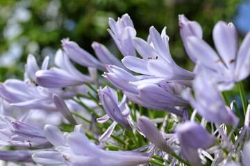 Fototapeta premium 夏に咲く涼し気な色の花
