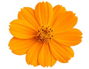Single Tithonia Bloom with Bright Orange Petals, Front View, High Detail, isolated on transparent background