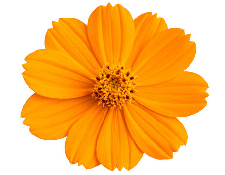 Single Tithonia Bloom with Bright Orange Petals, Front View, High Detail, isolated on transparent background