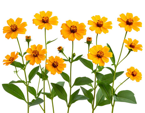  Cluster of Tithonia Flowers on Stems, Side Angle with Leaves, Natural Style, isolated and transparent the background.