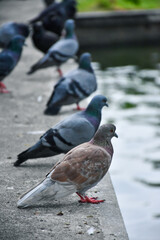 Dove standing waiting for the man to feed on the concrete floor near the pier.
