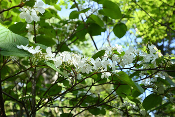 Climbing  Mount Hiragatake, Niigata, Japan