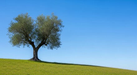 Fototapeta premium Solitary Olive Tree on Green Hill Under a Clear Blue Sky