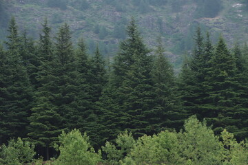 forest in the mountains