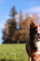 A brown and white dog is standing in a grassy field with trees in the background