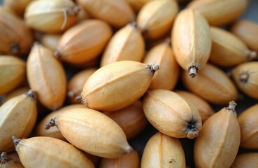 Obraz premium Fresh jackfruit seeds arranged in a casual outdoor setting. Small, round, light beige objects in a haphazard manner. Slightly blurred background. Ripe seeds for sale. Human hand holds basket.