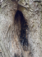 Detailed macro of old tree bark featuring deep hollow, perfect for rustic designs, wood texture...
