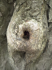 Hollow in tree bark with detailed textures, ideal for nature backgrounds, forest exploration,...