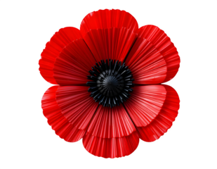 Detailed red poppy flower with black center isolated on transparent background