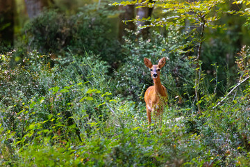 Roe deer, capreolus capreolus, forages and looks around the misty meadow in the early morning. Unconscious female wild animals with orange fur grazing on the hay field in summer.