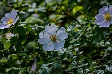 Three white flowers are in a green bush. The flowers are drooping and appear to be wet