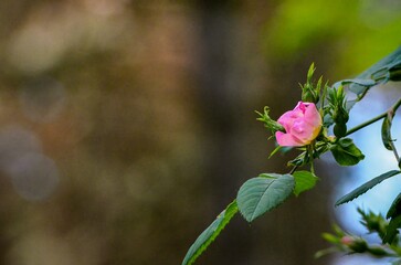 A pink flower is on a leaf. The flower is in the foreground and the leaf is in the background