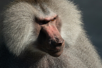 Baboon Portrait Zoo Animal Closeup. A hamadryas baboon stares intensely at the camera, its long,...