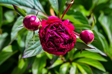 A close up of a red flower with three buds. The flower is surrounded by green leaves. The flower is...