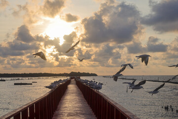 The Red Bridge Dolphin Viewpoint is stunning in the morning light.