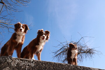 Three brown and white dogs are standing on a ledge, looking up at the sky