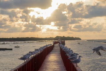 The Red Bridge Dolphin Viewpoint is stunning in the morning light.