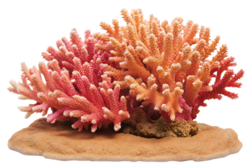 Branching coral reef pink orange isolated on a transparent background