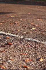 A road with a white line and leaves on the ground