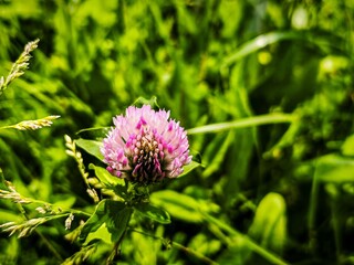 A small pink flower is in the foreground of a green field. The flower is surrounded by grass and other plants, creating a peaceful and serene atmosphere