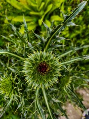 A small green flower with brown petals. The flower is surrounded by green leaves. The flower is the main focus of the image