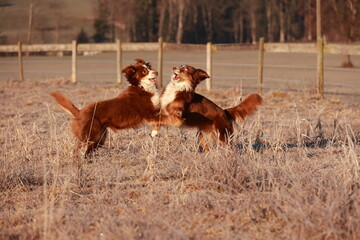 Two dogs are playing in a field, one of which is brown and white