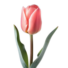 Single, light pink tulip