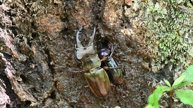 樹液を吸っているメスを護るミヤマクワガタのオス