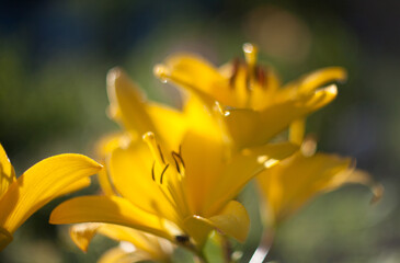 close up of yellow flower