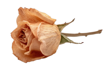Dried peach-toned rose, close-up